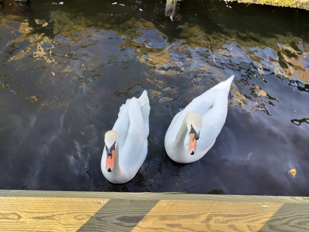 Ferry Lodge | Swans Visit